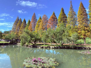 北埔六塘沿著周邊漫步，感受冬日微涼空氣與自然交織的景色。