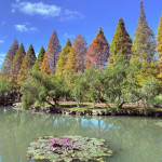 北埔六塘沿著周邊漫步，感受冬日微涼空氣與自然交織的景色。