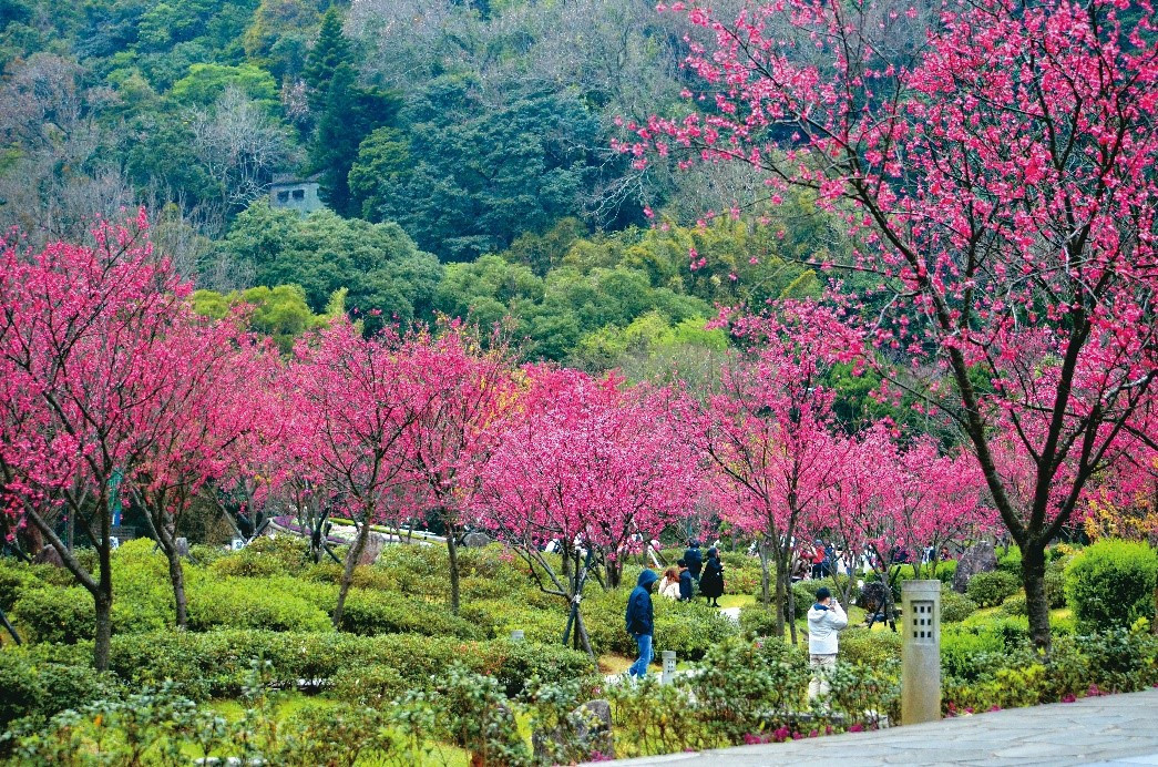 年節期間，陽明公園及花鐘周邊櫻花綿延，是民眾走春賞景的最佳選擇。（圖／台北市工務局公園路燈工程管理處）