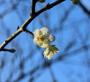 花信已至　南港公園梅花陸續綻放邀您共賞 （圖／台北市政府提供）