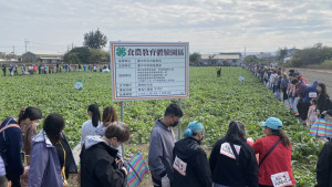 梧棲區農會舉辦「57蘿蔔日」活動，吸引近千民眾下田體驗拔蘿蔔。