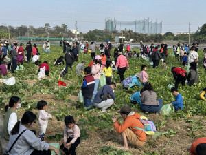 南投市草屯鎮今年同步舉辦拔蘿蔔找彩頭田野樂。（記者扶小萍攝）