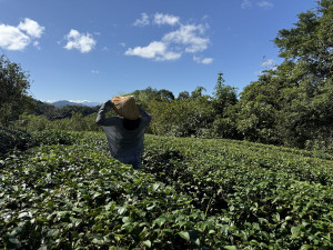 茶田（圖／台北市政府提供）