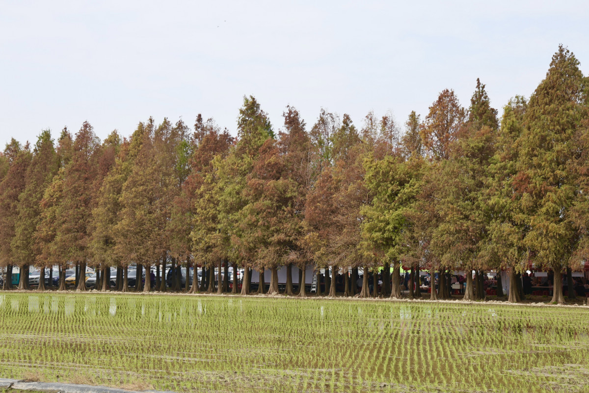 （圖／台南市政府提供）