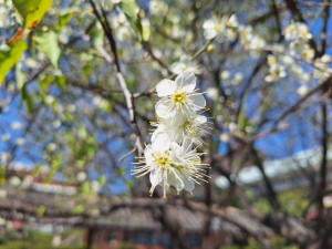梅花姿態優雅而芬芳（圖／台北市政府提供）