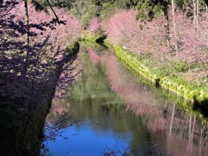 杉林溪森林生態園區一年四季各擁不同風情。（記者扶小萍攝）