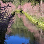 杉林溪森林生態園區一年四季各擁不同風情。（記者扶小萍攝）