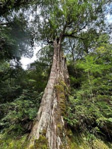 拉拉山巨木林(林業保育署新竹分署提供)