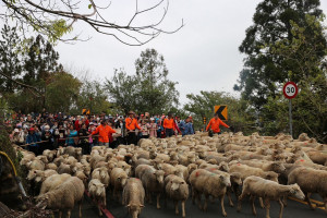 「奔羊節」為全台唯一於高山公路實際進行牧羊遊行的特色節慶。（清境農場提供）