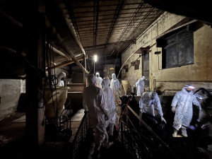 2025年10月中，台中市梧棲區一間養豬場爆出台灣首例非洲豬瘟疫情，因當時外界質疑台中市府相關單位作為消極，中央隨後介入疫調並請陸軍學兵支援清消該案場。（圖／資料照片，圖源：翻攝自農業部Facebook）