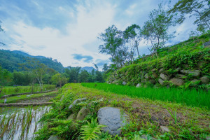 秀峰梯田以自然工法讓往昔流水聲回來了。（農村水保署提供）