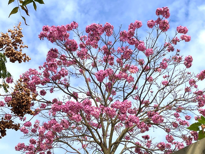 洋紅風鈴木樹冠花朵滿開（圖／台北市政府提供)