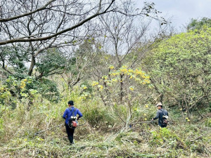 竹市府提前啟動公墓除草作業。
