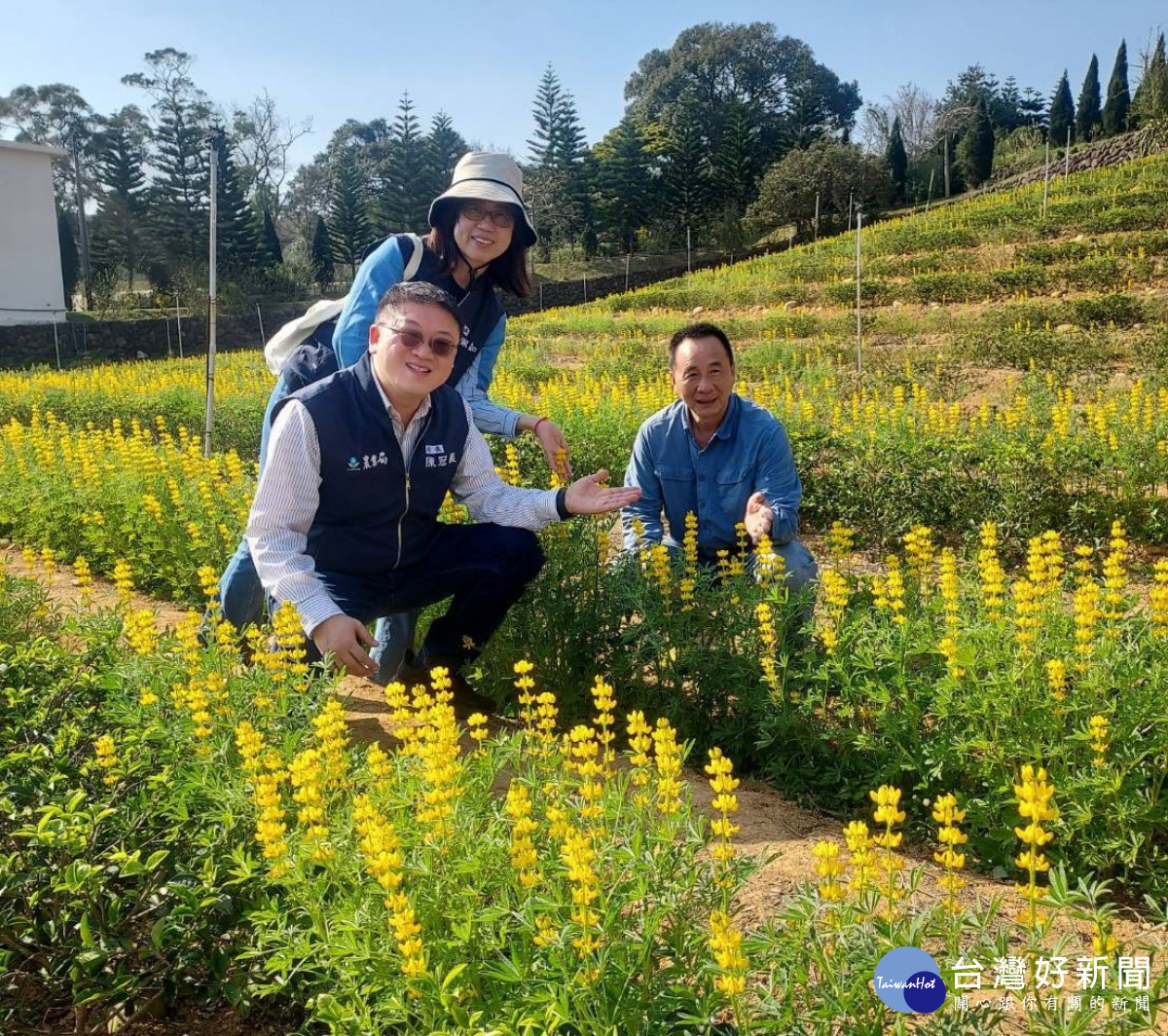 「2026桃園魯冰花季」26日起至3月8日在龍潭區大北坑登場，邀請民眾到桃園欣賞浪漫黃金花海。