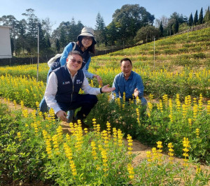 「2026桃園魯冰花季」26日起至3月8日在龍潭區大北坑登場，邀請民眾到桃園欣賞浪漫黃金花海。