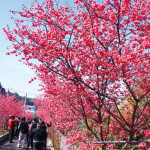 后里櫻花季往年櫻花滿開美景