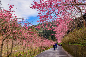 杉林溪粉紅椿寒櫻盛開，木屋區兩旁有賞櫻步道。（杉林溪渡假園區提供）