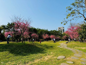粉紅花海浪漫登場　大安森林公園雙櫻爭豔（圖／台北市政府提供）