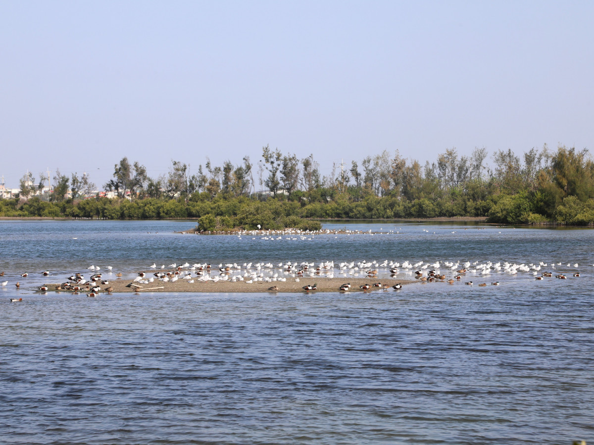 布袋候鳥季今天登場／嘉義縣府提供