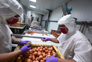 全國首座立體平飼蛋雞場在彰化，全佑牧場成畜牧轉型典範。圖／彰化縣政府提供