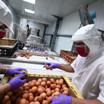 全國首座立體平飼蛋雞場在彰化，全佑牧場成畜牧轉型典範。圖／彰化縣政府提供