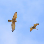 中央攜手地方，一同為年度賞鷹盛事揭開序幕。