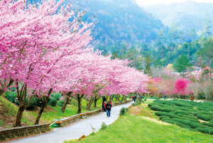 武陵農場櫻花季美景
