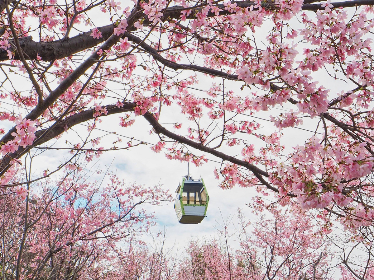 指南風景區櫻花（圖／台北市政府提供）