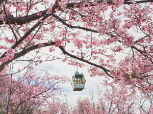 指南風景區櫻花（圖／台北市政府提供）