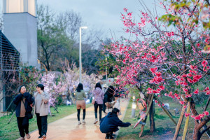 「2026新竹市賞花季—花現好日仔」活動內容精采多元。