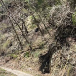 民眾在登山返程途中通報目擊黑熊爬坡，並提供影像資訊。(何良珍、高志銘提供)