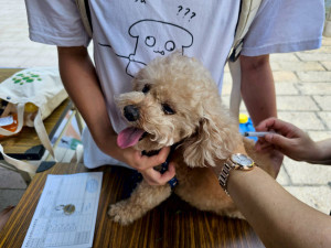 新竹市動保所21日下午3時至5時現場免費狂犬病疫苗施打。