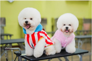 隨著少子化、高齡化及單身人口增加， 台灣寵物市場將持續成長。(圖/財團法人林獻堂博物館國際教育中心)