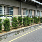 中埔里綠牆面。