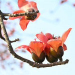 從秘境變身人氣景點，彰化木棉花季再掀賞花熱潮。圖／彰化縣政府提供