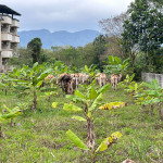 放牧牛隻影響農作與環境　花蓮縣府跨局處會勘啟動改善機制