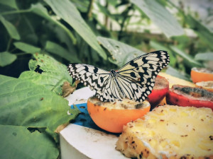 圖／李四川粉專