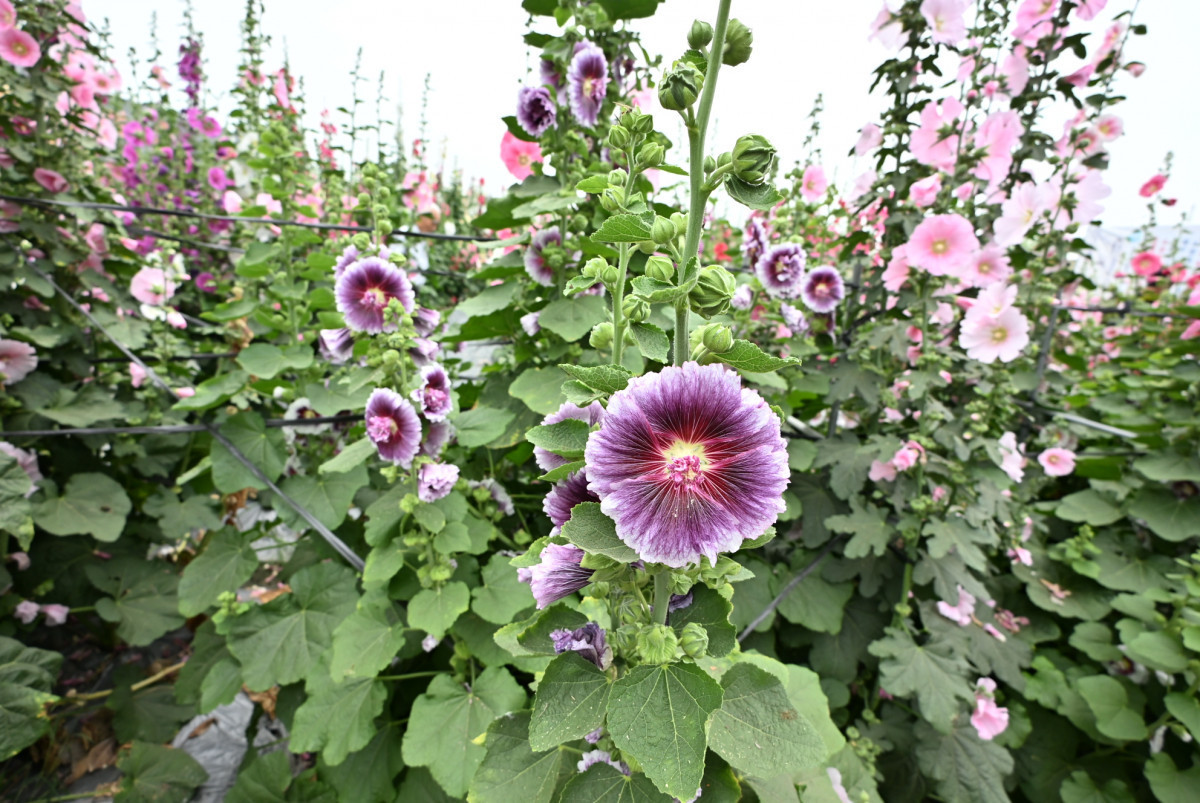 員林蜀葵花季繽紛登場，萬株花海打造春日最美打卡勝地。圖／彰化縣政府提供