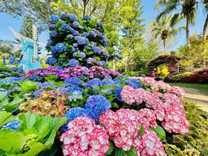 「中台灣好玩卡」平台總攬苗栗縣觀光資源涵蓋景點門票、體驗活動、餐飲與伴手禮-花露農場繡球花。(圖/地方中心)