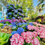 「中台灣好玩卡」平台總攬苗栗縣觀光資源涵蓋景點門票、體驗活動、餐飲與伴手禮-花露農場繡球花。(圖/地方中心)