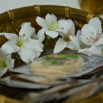 彰化桐花祭4/18登場，八卦山5大賞桐秘境、15場活動接力迎客。圖／彰化縣政府提供