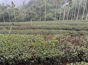 南投縣竹山鹿谷茶區明顯出現生長不良減產嚴重。（立委游顥服務處提供）