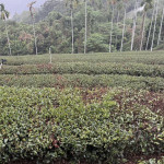 南投縣竹山鹿谷茶區明顯出現生長不良減產嚴重。（立委游顥服務處提供）