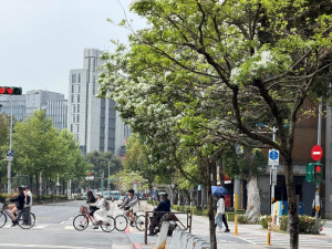 新生南路3段人行道流蘇初綻（圖／台北市政府提供）