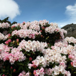 合歡山花季來臨，可多利用大眾運輸安心賞花。（民眾提供）