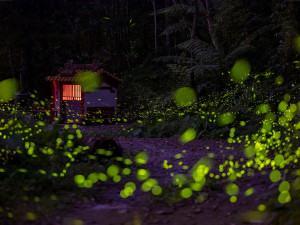 日月潭星光螢火季浪漫登場，邀您與好友相約，來日月潭共赴這場期間限定的螢河星光之旅! （日管處提供）