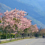 （圖／高雄市府工務局公園處）