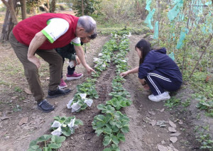 家長協助整地，開闢一畦草莓園，學生自願承擔照顧草莓畦的重任