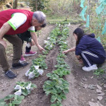 家長協助整地，開闢一畦草莓園，學生自願承擔照顧草莓畦的重任