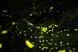 桃園北橫賞螢季即將登場，歡迎國內外旅客按圖索驥親身體驗。